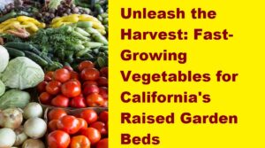 Fast-Growing Vegetables for California's Raised Garden Beds