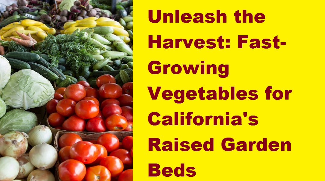 Unleash the Harvest: Fast-Growing Vegetables for California’s Raised Garden Beds